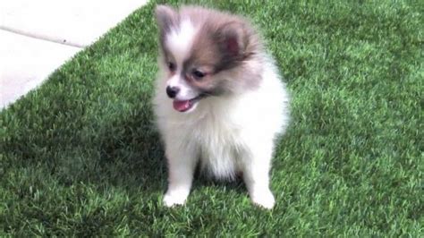 craigslist orlando puppies for sale|craigslist inland empire puppies for sale.